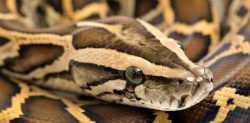 Why Python Meat could be part of our Diet Soon
