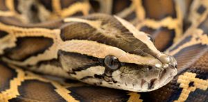 Why Python Meat could be part of our Diet Soon f