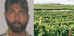 Indian Farmer left to Die with Severed Arm in Italy