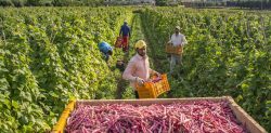 33 Indian Farmers freed from ‘Slavery’ by Italian Police