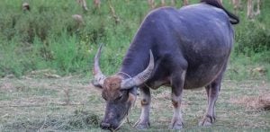 भैंस की जीभ काटने के आरोप में पाकिस्तानी व्यक्ति गिरफ्तार