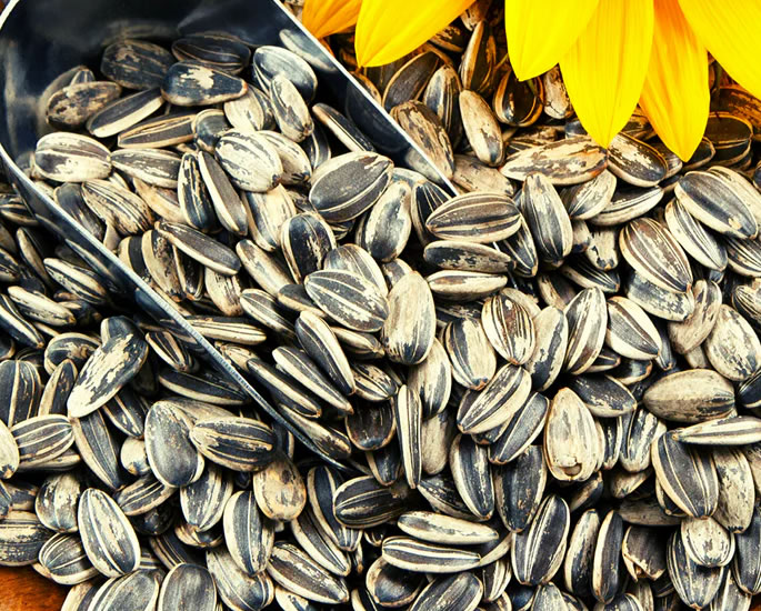 I benefici per la salute dell'aggiunta di semi al cibo indiano - girasole