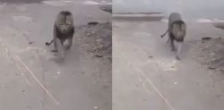 Pet Lion shot dead in Lahore causing Outrage