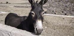 Donkey's Legs Mutilated in Pakistan sparks Outrage f