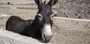Donkey's Legs Mutilated in Pakistan sparks Outrage f