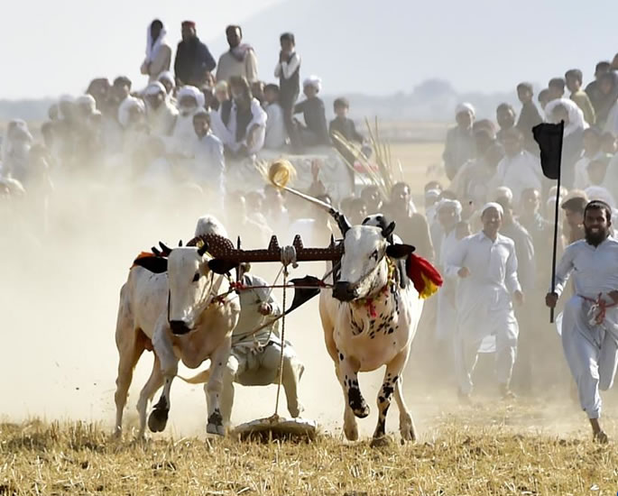 Bull Racing in Pakistan Tradition Meets Speed - bulls