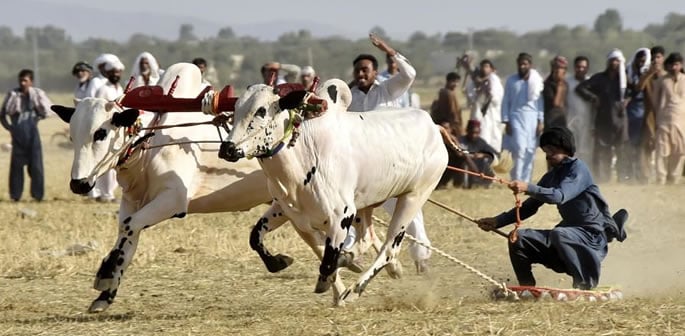 Bull Racing in Pakistan Tradition Meets Speed f