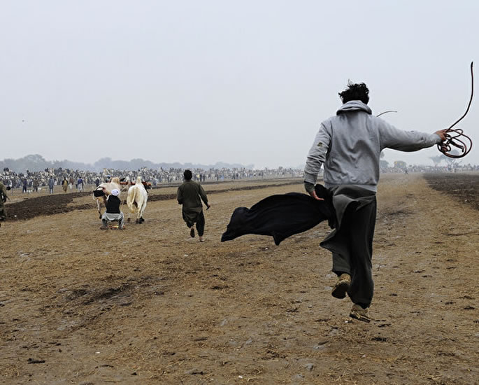 Bull Racing in Pakistan Tradition Meets Speed - heartlands
