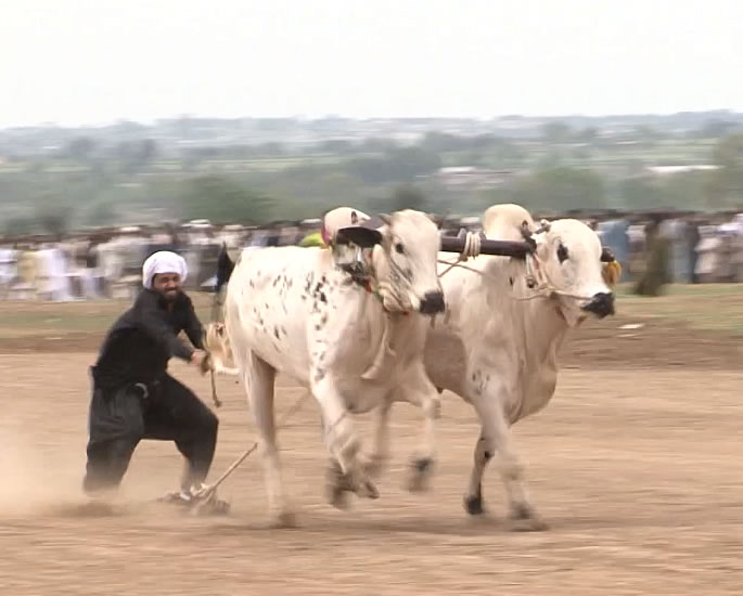 Bull Racing in Pakistan Tradition Meets Speed - history