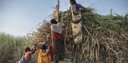 Indian Sugar Cane Workers still ‘Pushed’ into Hysterectomies
