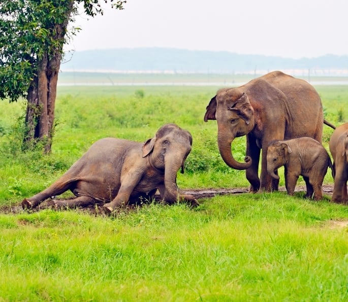 The Hidden Cruelty of Elephant Tourism in India (2)