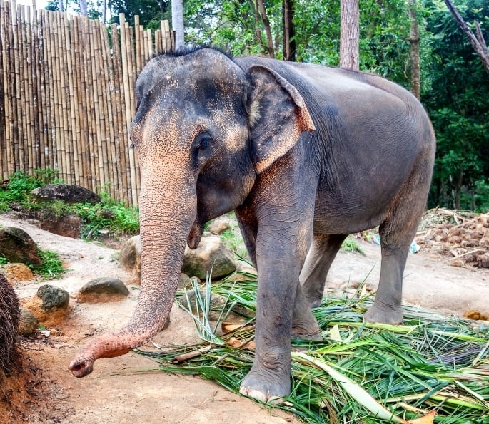 The Hidden Cruelty of Elephant Tourism in India (4)