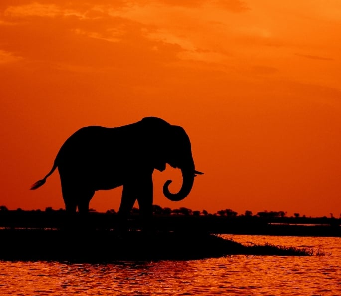 The Hidden Cruelty of Elephant Tourism in India (5)