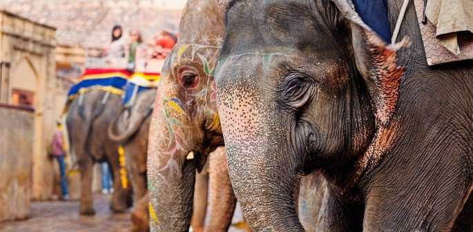 The Hidden Cruelty of Elephant Tourism in India F