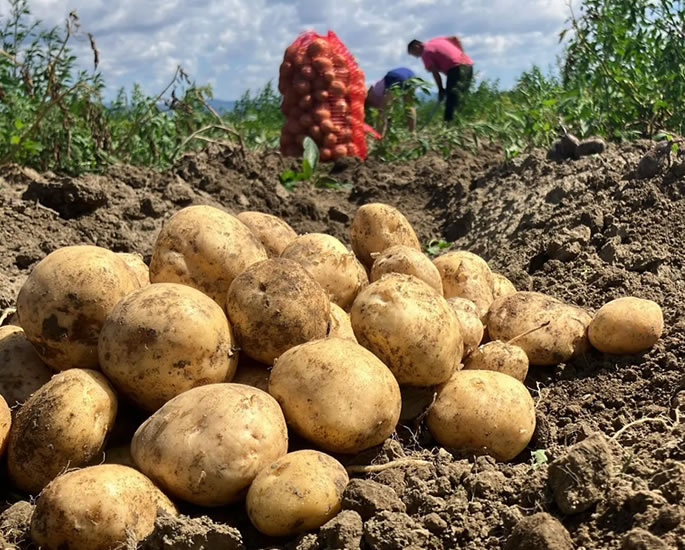 How French Fries Transformed Gujarat’s Farming Future - crop