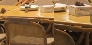 Rats seen Roaming at Famous Pakistani Restaurant f