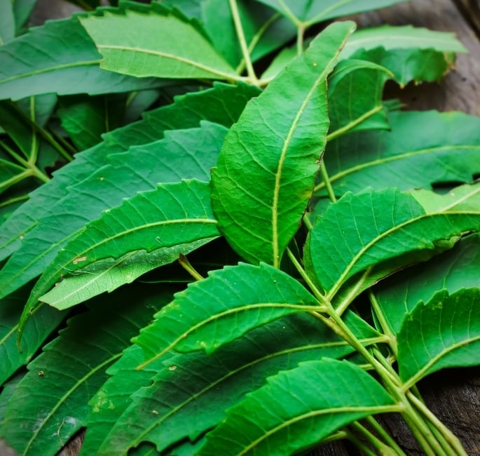 The Influence of Traditional Remedies on Modern Medicine (2)