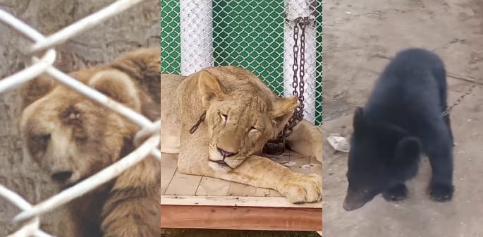 Karachi Zoo faces Backlash over Animal Neglect & Mistreatment f