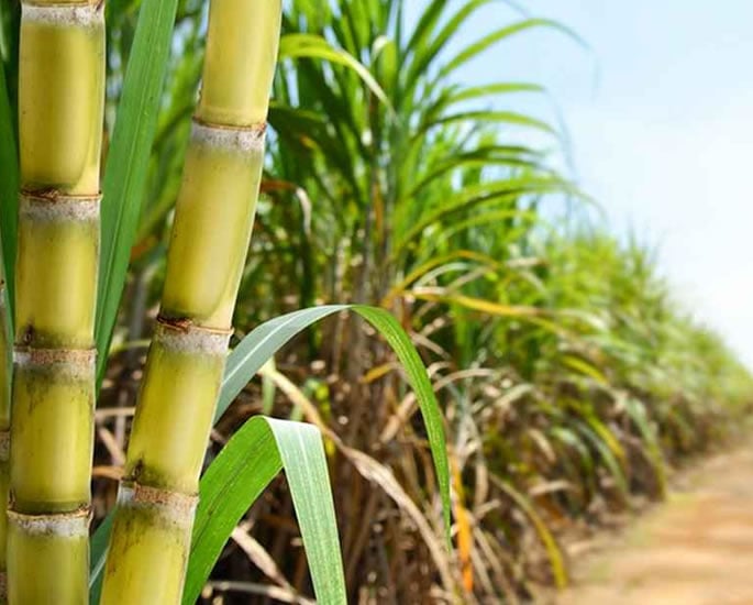 Why the Indian Diet Is Fuelling Diabetes and Obesity