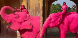 Backlash as Elephant Painted Pink for Jaipur Photoshoot f