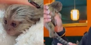Birmingham Restaurant sparks backlash for using Monkey in Promo Clip f